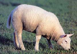 Choose Eco-Friendly Mowing by Animals Over Gas Mowers Image